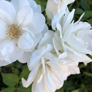 Meet your Posher, America